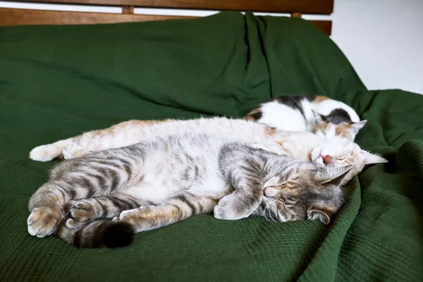 Gatos Vermelhos Cinzentos Brancos Dormem Abraçados Cama Sobre Cobertor Verde — Fotografia de Stock