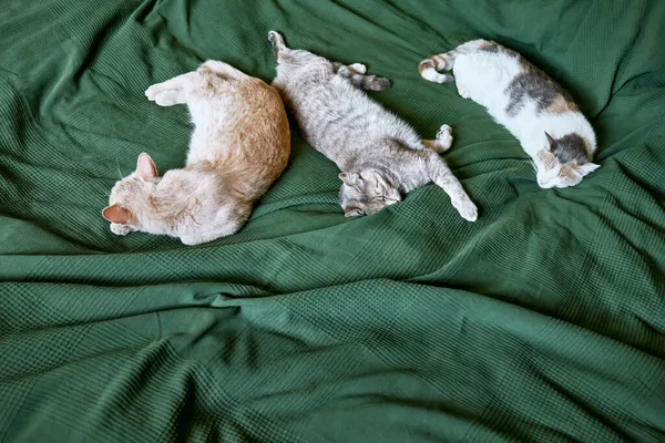 Vörös Szürke Fehér Macskák Egy Zöld Takaró Fölött Alszanak Ágyon — Stock Fotó