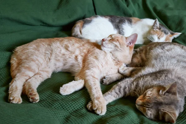 Vörös Szürke Fehér Macskák Egy Zöld Takaró Fölött Alszanak Ágyon — Stock Fotó