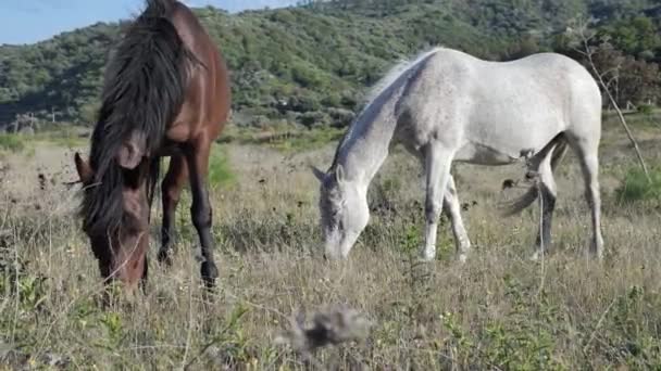 Two tits fly in the grass and two horses graze in a dry grass pasture in a mountainous landscape. — 图库视频影像