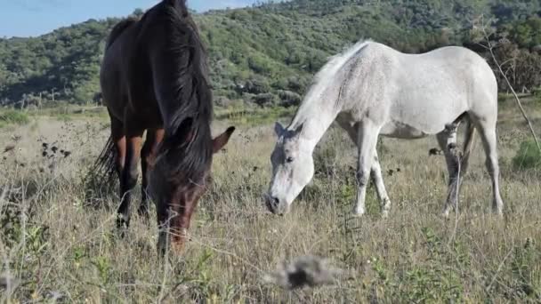 山の風景の中に乾いた草の牧草地で白と茶色の馬草. — ストック動画