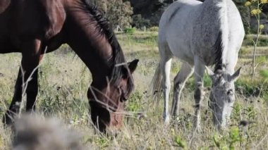 Beyaz ve kahverengi atlar, dağ manzarasında kuru otlarla bir çayırda otlarlar..