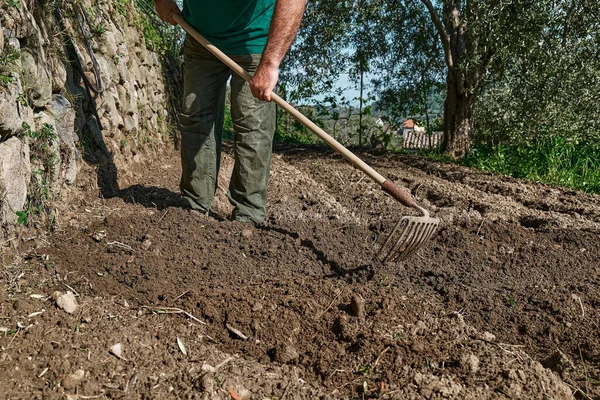 Gardener prepare the soil for spring planting. Man makes the furrows with the hoe or rake in vegetable garden