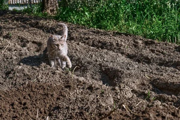 Gato Rayas Grises Jóvenes Camina Por Suelo Huerto Mascota Doméstica — Foto de Stock