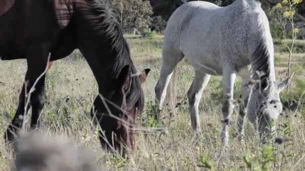 Bílí a hnědí koně pasou na pastvině se suchou trávou v horské krajině. — Stock video