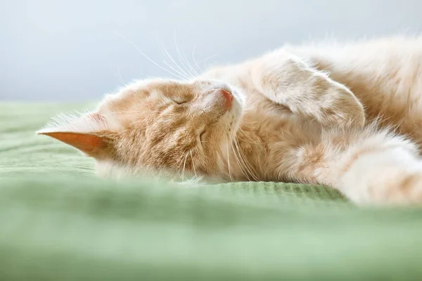 Közelkép portré fiatal narancs vörös csíkos macska alszik az ágyon felett egy zöld takaró. Gyönyörű vicces kiscica. Áttelepített új információk és jogok. — Stock Fotó