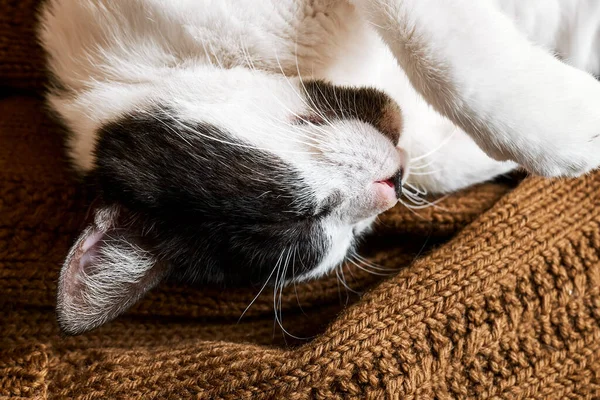 Közelkép portré fekete-fehér macska alszik hangulatos barna kötött kockás. Gyönyörű állatok. Háziállat téma. — Stock Fotó