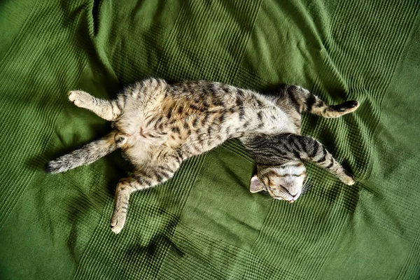 A fiatal lusta csíkos macska a hátán alszik egy zöld takaró felett a hálószobában. Első látásra. Gyönyörű vicces kiscica. Házi macskák. — Stock Fotó