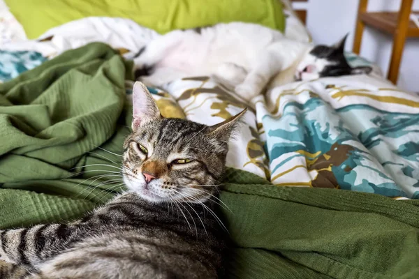 Két vicces, szemtelen, lusta macska alszik az ágyon fodros lepedővel. Házi macskák. — Stock Fotó