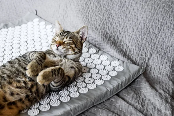 Akupunkturun üzerinde yatan komik tekir kedi, yatağın üzerinde akupunktur minderi. Alternatif tıp ve ev masajı konsepti