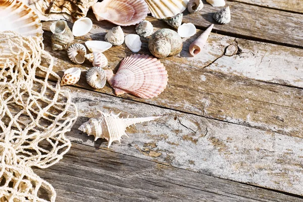 Colorful Seashells Wooden Boards Travel Vacation Summertime Concept Minimal Summer — Stock Photo, Image