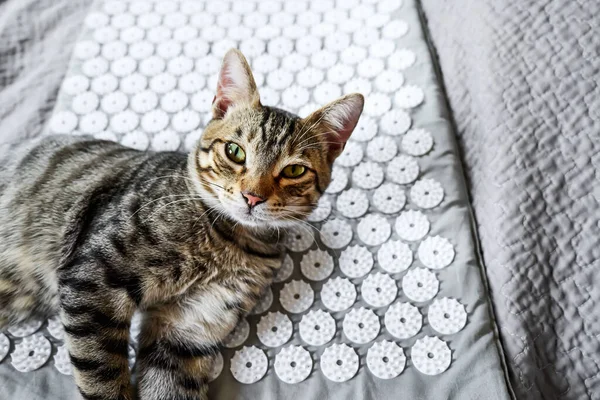 Akupunkturun üzerinde yatan komik tekir kedi, yatağın üzerinde akupunktur minderi. Alternatif tıp ve ev masajı konsepti