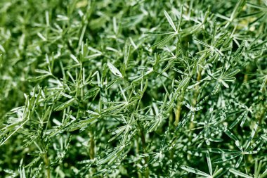 Dekoratif yeşil çimenler peyzaj tasarımının bir parçası. Bahçecilik, yeşillik. Ev bahçesi. Yeşil renkli güzel yapraklar. Tasarımın için doğa arka planı. Seçici odak.