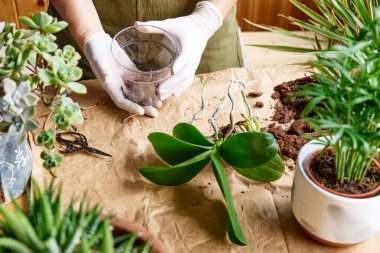 Masadaki başka bir kaba orkide nakleden, çürük kökleri kesen, bitkilerle ve ev çiçekleriyle ilgilenen bir kadının elleri. Evde bahçe işleri..