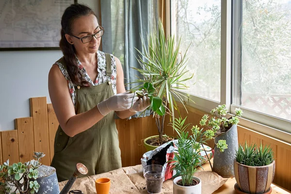 Kadın orkideyi masadaki başka bir kaba naklediyor, bitkilerle ve ev çiçekleriyle ilgileniyor. Evde bahçe işleri..