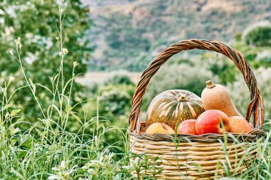 Sonbahar hasadı. Farklı türde olgun balkabakları ve sonbahar bahçesindeki yeşil çimlerde bulunan sepetin içindeki kırmızı elmalar. Şükran Günü ve Cadılar Bayramı geçmişi.