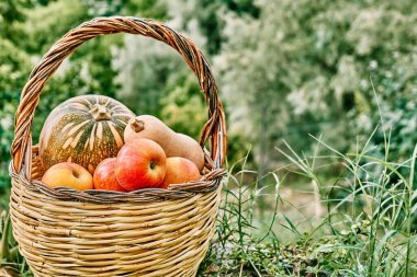 Sonbahar hasadı. Farklı türde olgun balkabakları ve sonbahar bahçesindeki yeşil çimlerde bulunan sepetin içindeki kırmızı elmalar. Şükran Günü ve Cadılar Bayramı geçmişi.