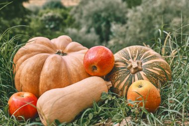 Sonbahar hasadı. Farklı türde olgun balkabakları ve sonbahar bahçesinde yeşil çimlerde kırmızı elmalar. Şükran Günü ve Cadılar Bayramı geçmişi.