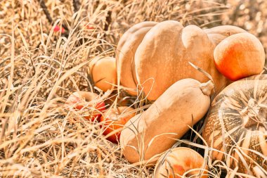 Sonbahar hasadı. Farklı türde olgun balkabakları ve sonbahar bahçesinde kuru çimlerde kırmızı elmalar. Şükran Günü ve Cadılar Bayramı geçmişi. Kapat..