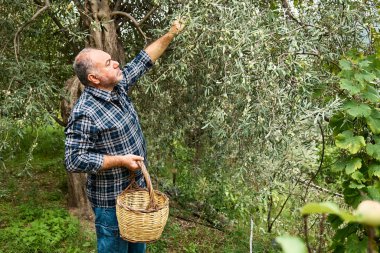 Bahçedeki zeytin ağacından zeytin toplayan adam. Sicilya, İtalya 'da Akdeniz zeytinliğinde hasat. Çevre bahçesindeki bahçıvan..