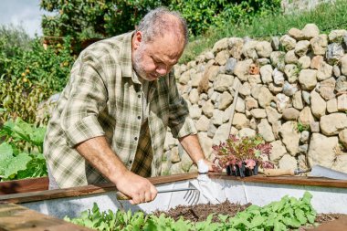 Sakallı bahçıvan sebze bahçesinde çalışıyor.