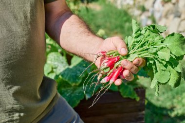 Bahçıvan sebze bahçesinde taze turp topluyor.