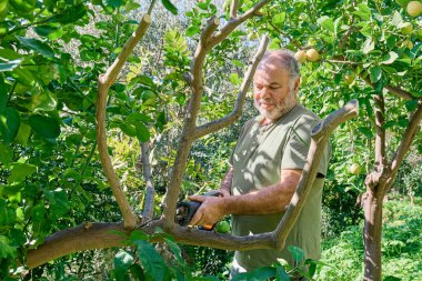 Bahçeyle ilgilenen bahçıvan, meyve bahçesinde yapbozla limon ağacı buduyor..