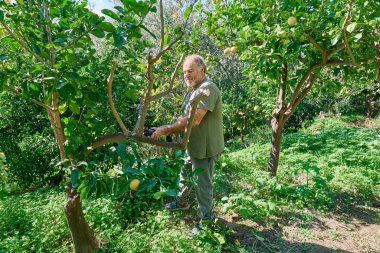 Bahçeyle ilgilenen bahçıvan, meyve bahçesinde yapbozla limon ağacı buduyor..