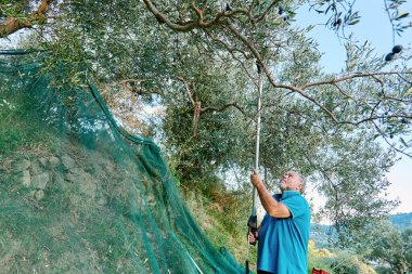 Bahçedeki zeytin ağacından zeytin toplayan adam. Akdeniz zeytinliğinde hasat..
