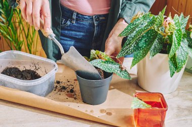 Begonia maculata bitkisinin yeniden yerleştirilmesi. Çiçek saksısına toprak döken kadın. Kapalı alanda bahçe. Hobi..