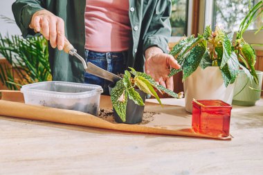 Begonia maculata bitkisinin yeniden yerleştirilmesi. Çiçek saksısına toprak döken kadın. Kapalı alanda bahçe. Hobi..