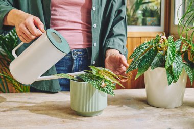 Kadın sulama, çiçek saksısına Begonia maculata bitkisi ekti. Kapalı alanda bahçıvanlık. Hobi.