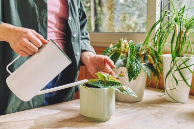 Kadın sulama, çiçek saksısına Begonia maculata bitkisi ekti. Kapalı alanda bahçıvanlık. Hobi.