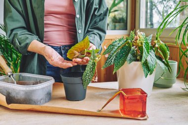 Begonia maculata 'nın suya kök salmış genç filizini tutan eller..