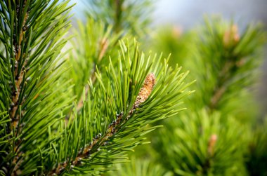 Close-up pine branch, green natural background clipart