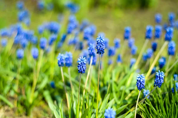 Muscari çiçekli bahar