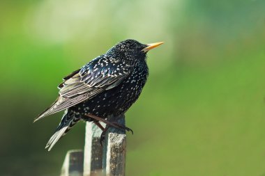Genç Starling bir bahçe çiti üzerinde 