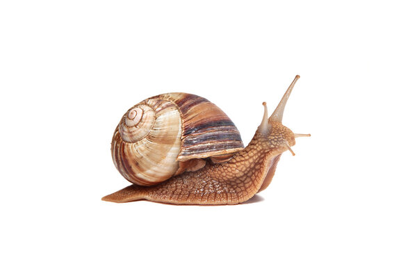 Snail on a white background