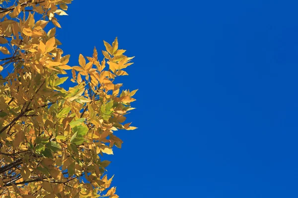 Yellow autumn leaves on bluesky background — Stock Photo, Image