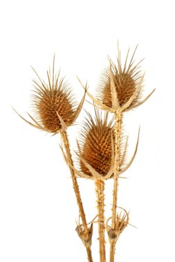 Beyaz üzerine kuru altın thistle