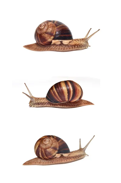 Set of 3 snails on a white background — Stock Photo, Image