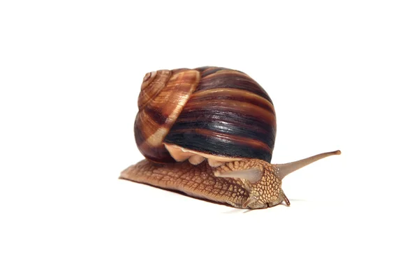 Big snail on a white background — Stock Photo, Image