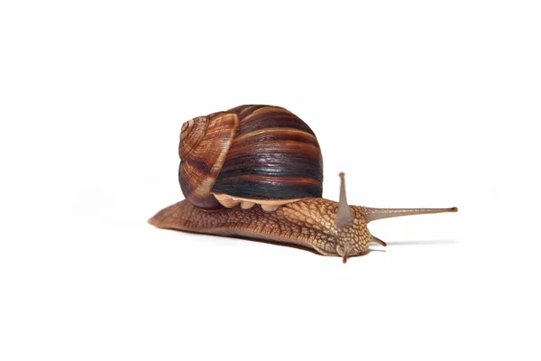 Big snail on a white background — Stock Photo, Image