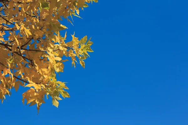 Gele Herfstbladeren op bluesky achtergrond Ii — Stockfoto