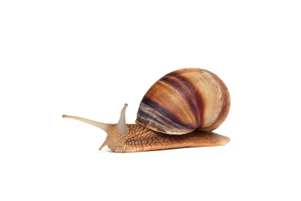 Big snail on a white background — Stock Photo, Image