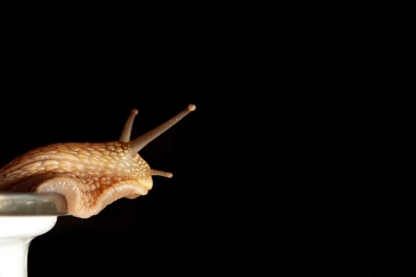 Big snail on a black background — Stock Photo, Image