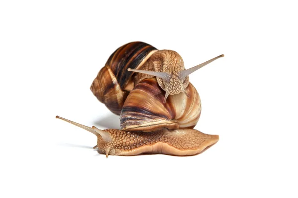 A couple of Snails on a white background — Stock Photo, Image