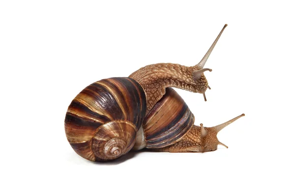 A couple of Snails on a white background — Stock Photo, Image