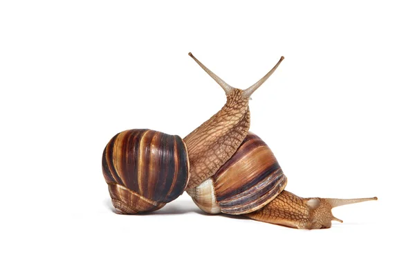 A couple of Snails on a white background — Stock Photo, Image
