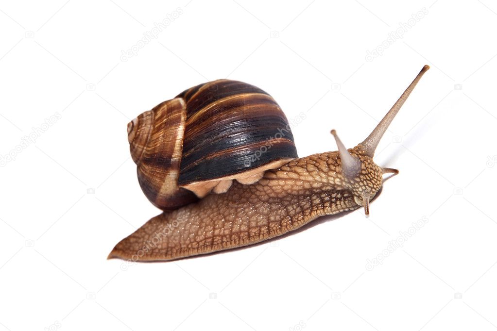 Snail on a white background